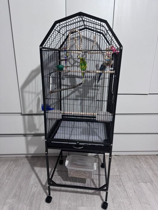 Попугай Чех ручная девочка