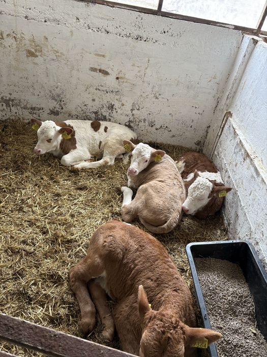 Vitei taurasi si vitele de lapte , vitele de 2/4 saptamani