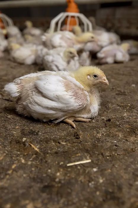 Бройлеры подросшие кобб 500