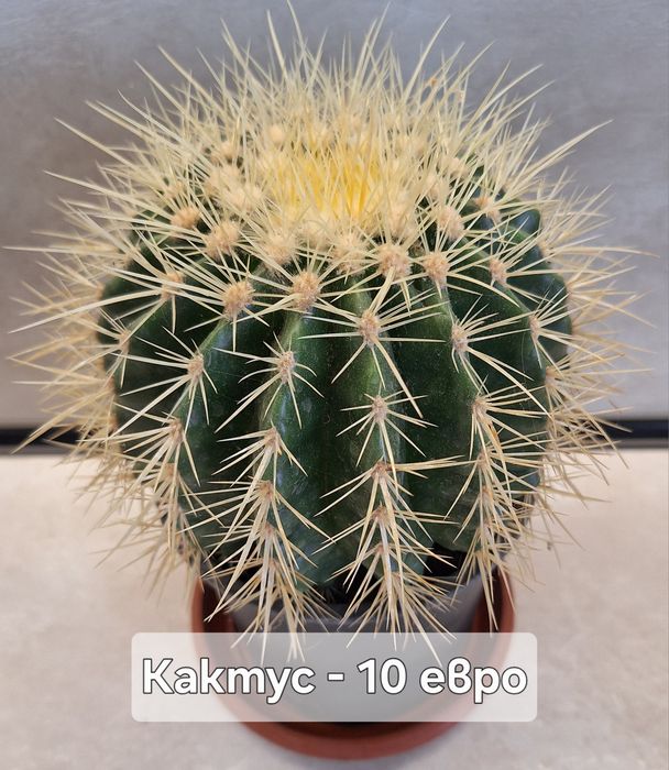Предлагам стайни цветя
