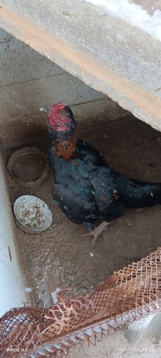 Xoʻroz sotiladi (Qora shaxzoda) zotli