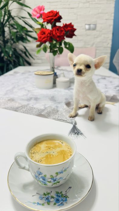 Куче Мини Чихуахуа мъжко на 3 месеца