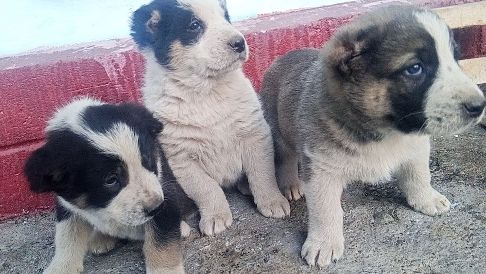 Алабай күшіктерр