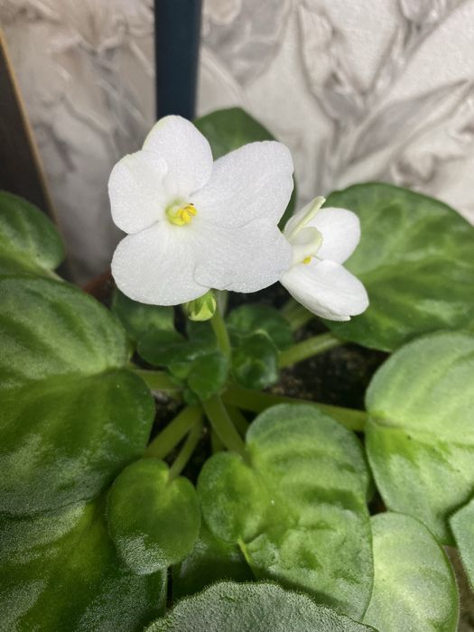 Фиалочки красивые,разные