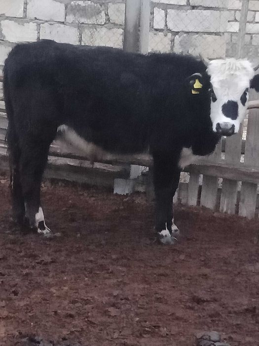 Продам бычков,овец на мясо