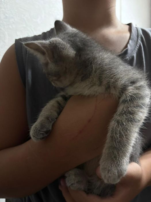Отдам котёнка в добрые руки
