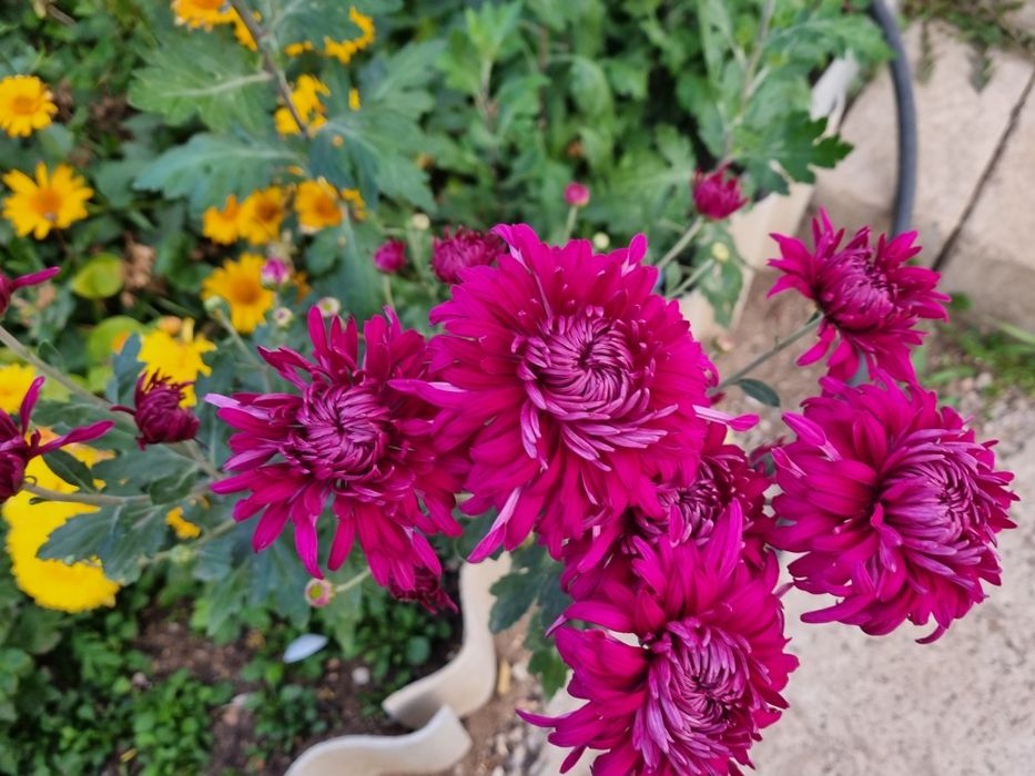 Продам георгины , хризантемы