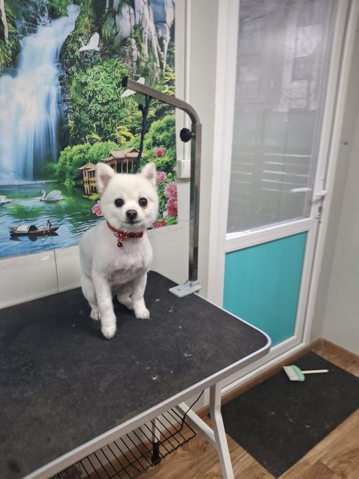 Frizerie canina la domiciliu sau la salon,taxi pet.