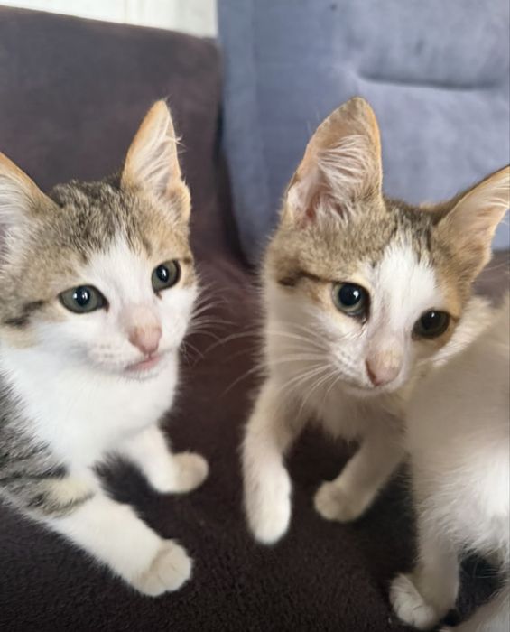 Отдам котят в добрые руки