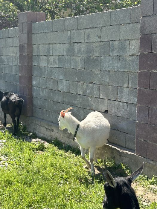 Сүтті Ешкі сатылады