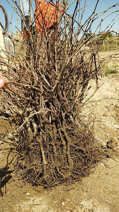 Mevali daraxt ko'chatlari optom va dona