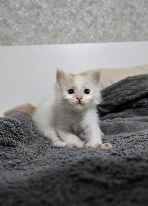 Очаровательные котята ищут дом)