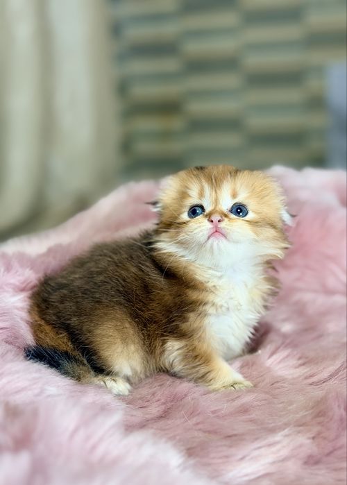 Котята с документами