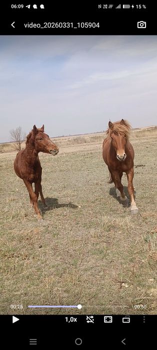 Молодой жеребчик