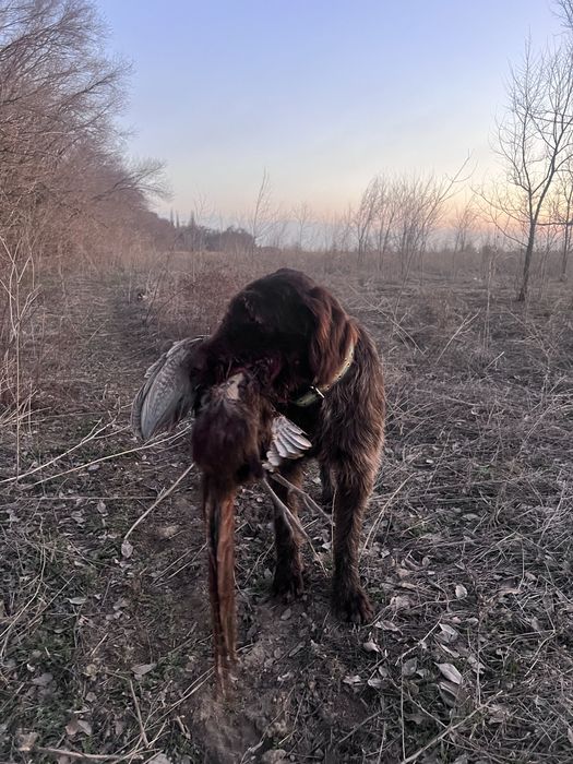 Дратхаар рабочий 2 года