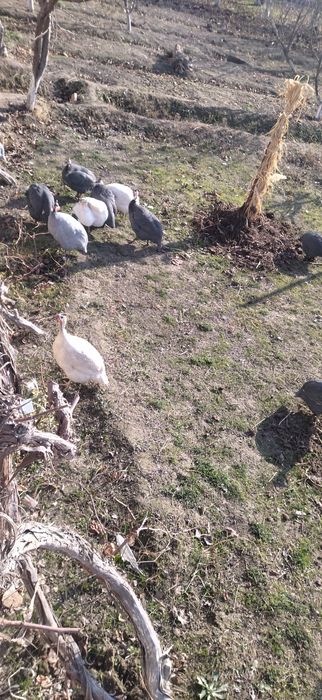 Цесарка сотилади. Sesarka. Сесарка сотилади