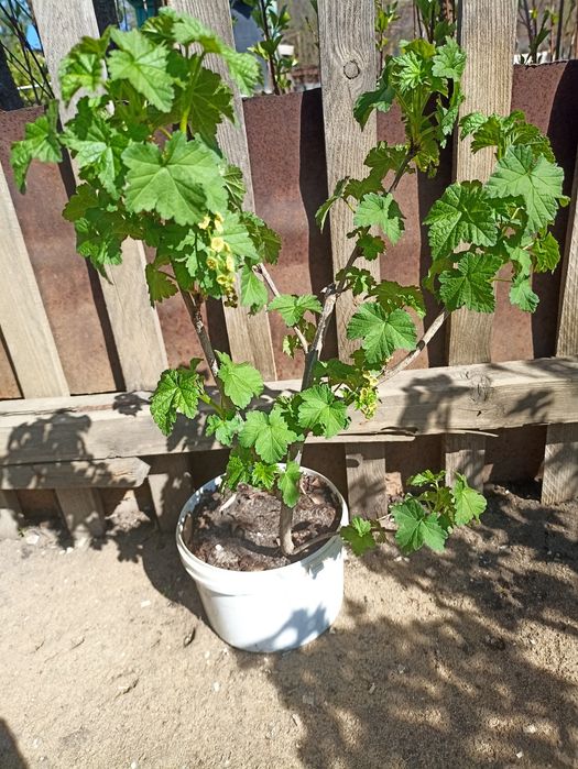 Продам саженец красной и черной  смородины