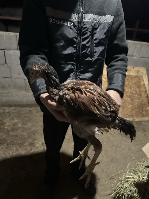 Срочна сатылады.Дакан кораздар