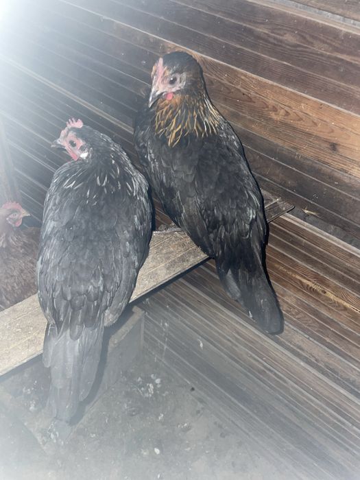 Феникс темный куры