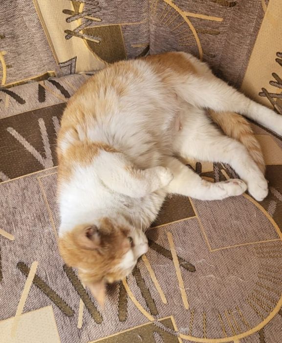 Пристраивается кошечка