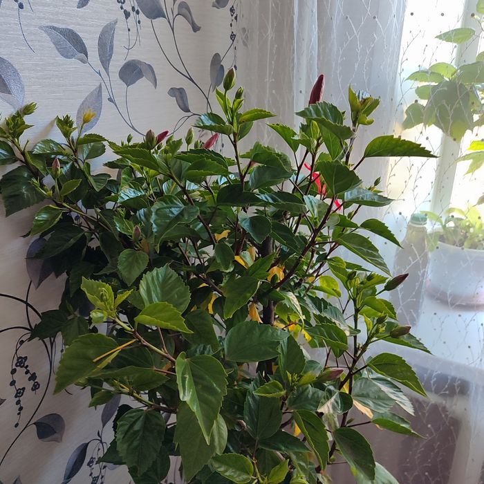 Продам цветок Гибискус