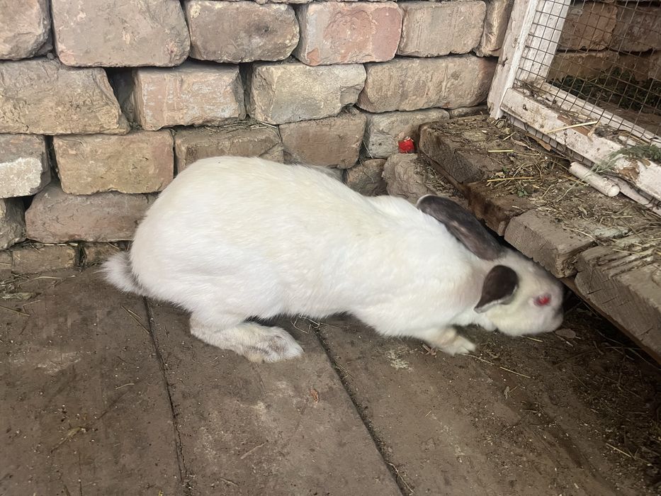 Quyon sotiladi soglom