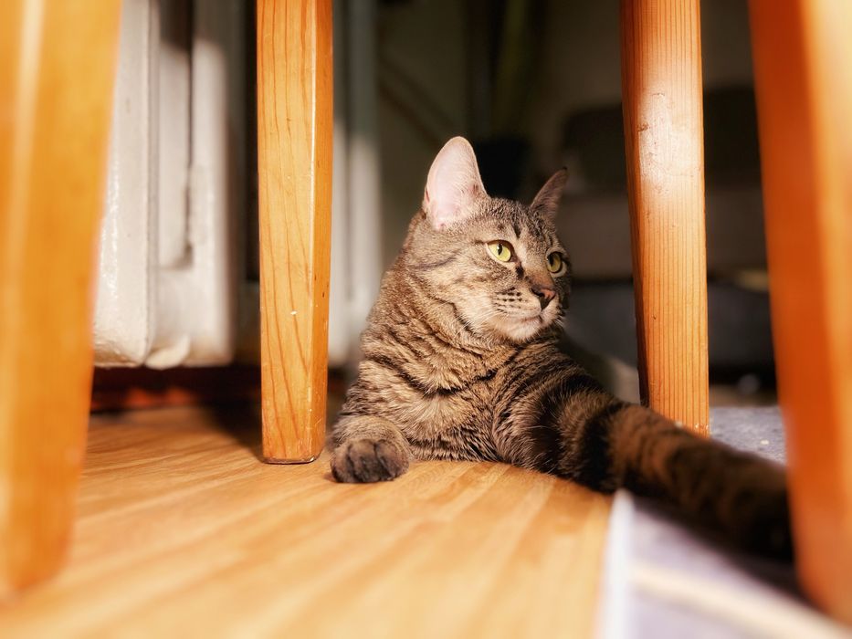 Пухленький кот в добрые руки