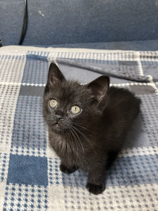 Котенок скотиш страйт