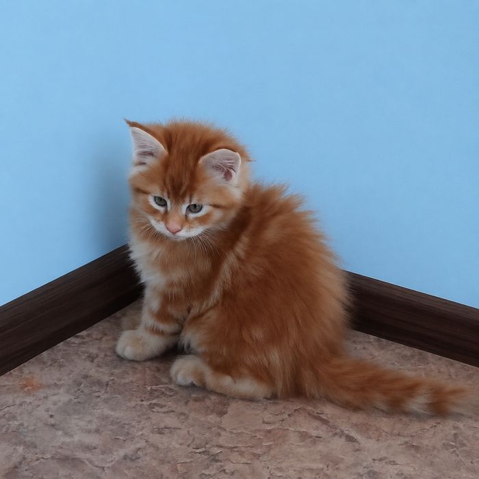 Мейн кун лесная кошка