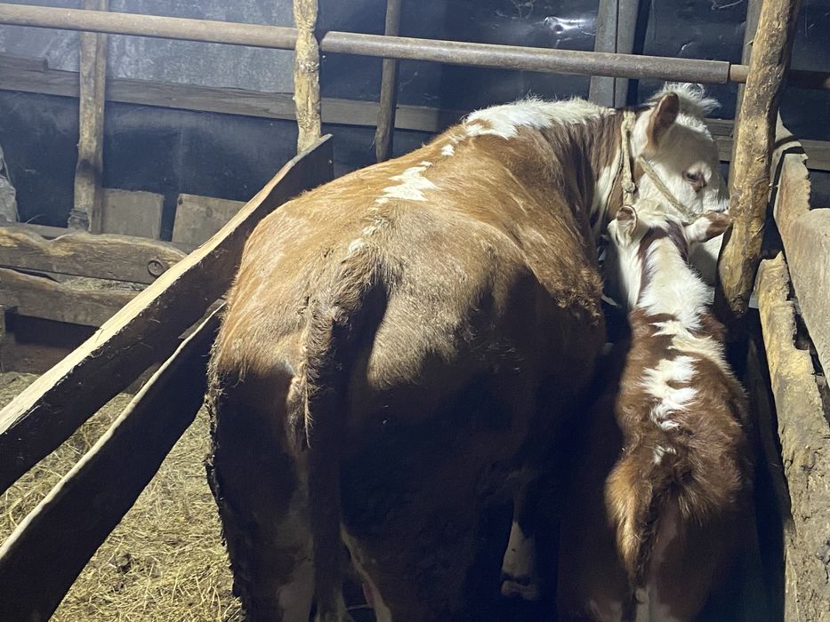 Корова подсосная с теленком