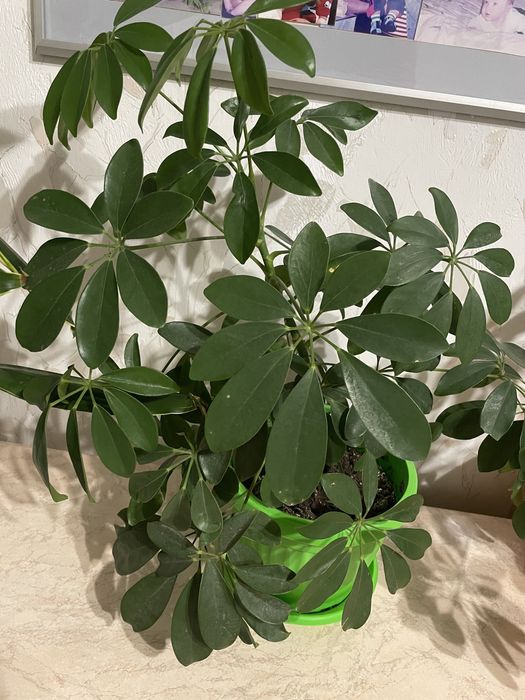 Двуколорна драцена в нова саксия с ПОДАРЪК