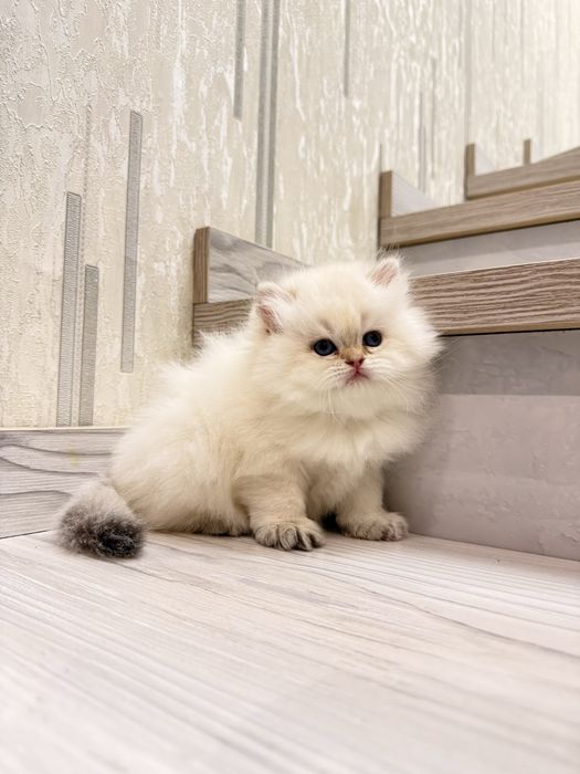 На продаже элитный мальчик