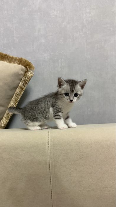 Котенок девочка.