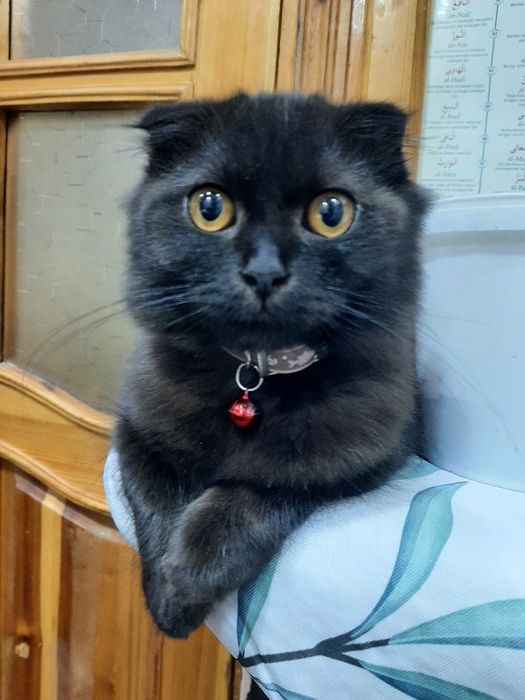 Скоттиш  фолд  мушук сотилади