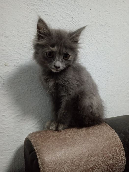 Mushukcha Sotiladi Surxondaryoda