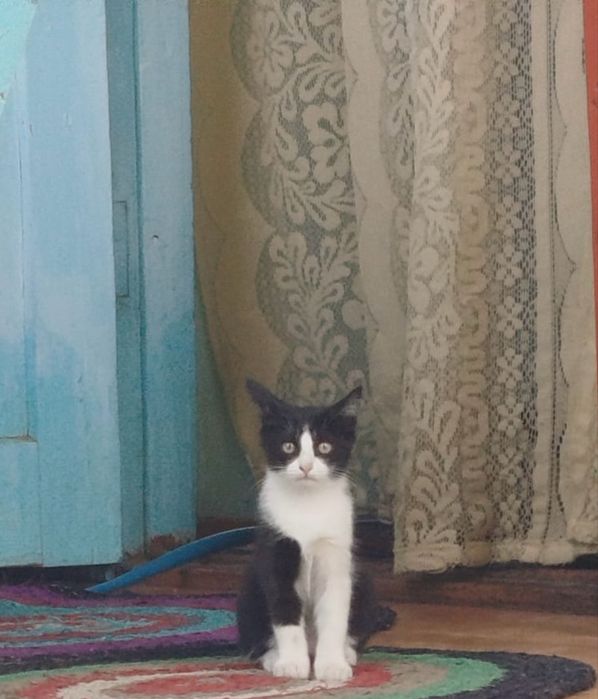 Кошка в хорошие руки