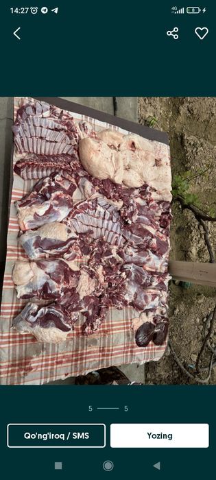 Qoylar sotiladi marosim va hayit ayyomiga