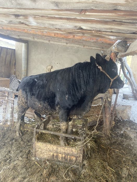 Бычок бұқа сатылымда семіз