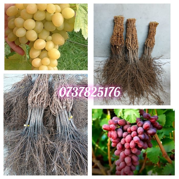 Vand butasi certificati altoiti