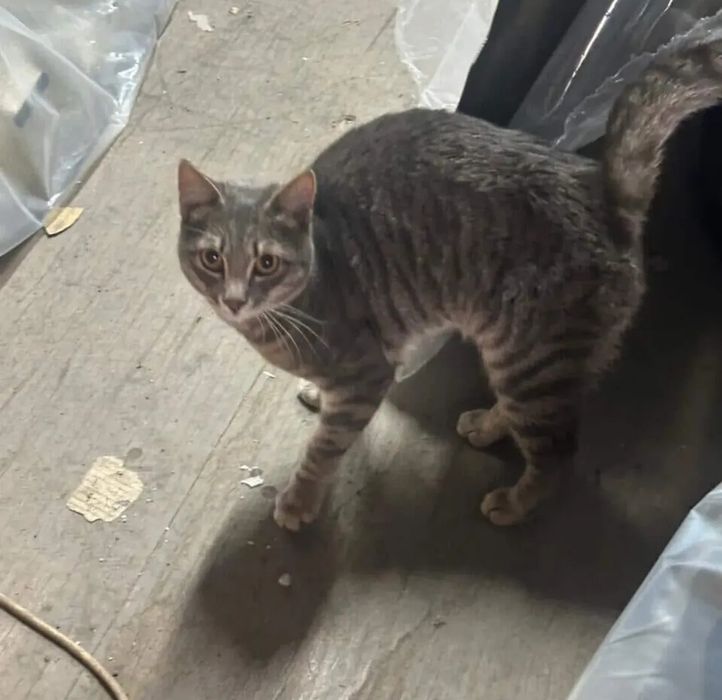 Найден молодой котик