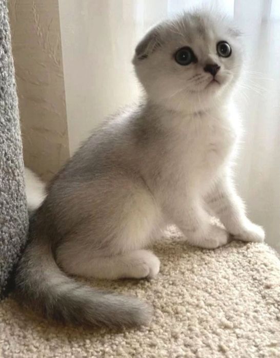 Продам котят вислоушек