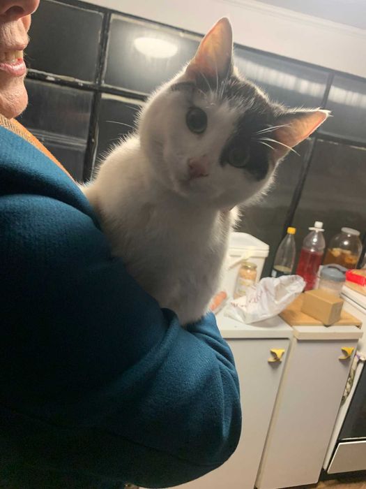 Подаряваме котенца