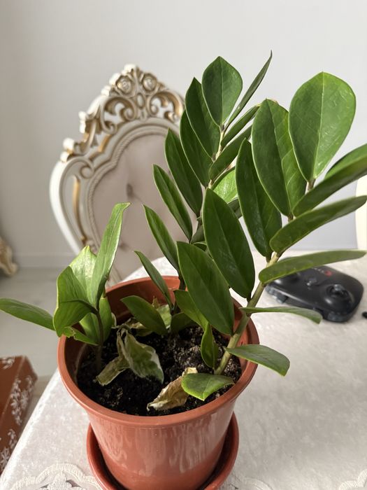 Продам цветы  комнатные