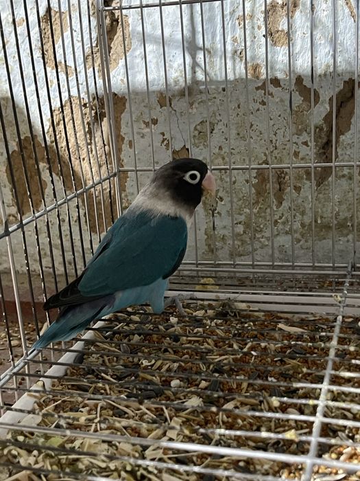 Nerazruchnik неразлучки маска папугай