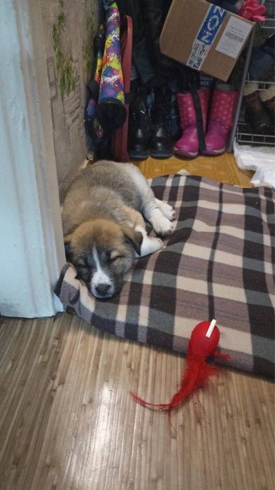 Отдам щенка     .