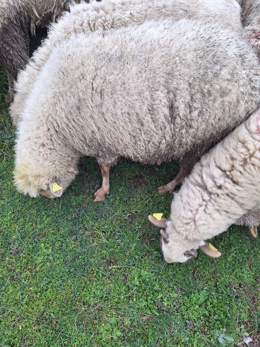 Oii de vanzare si carlanii