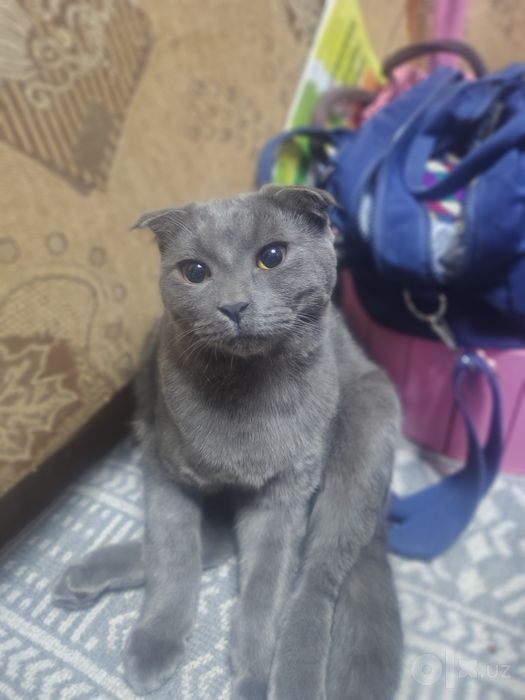 Нашли кота, найден кот