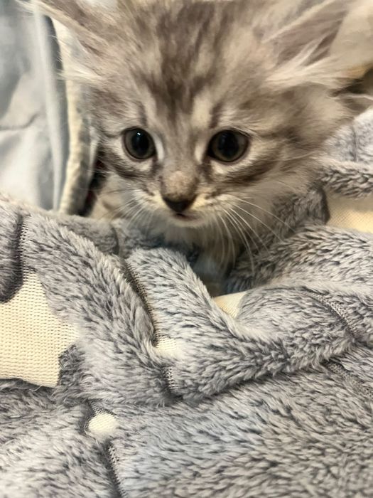 Котята от Шотландской кошки