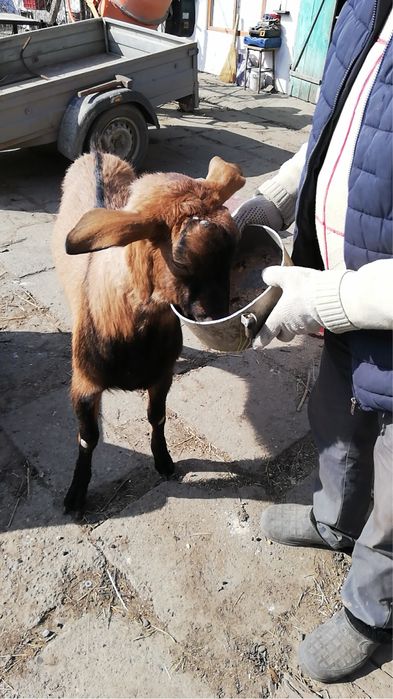 Vand anglonubian 2 ani