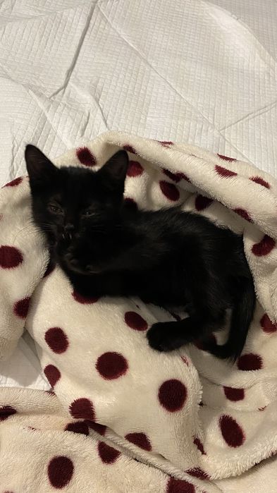 Кошечка в добрые руки